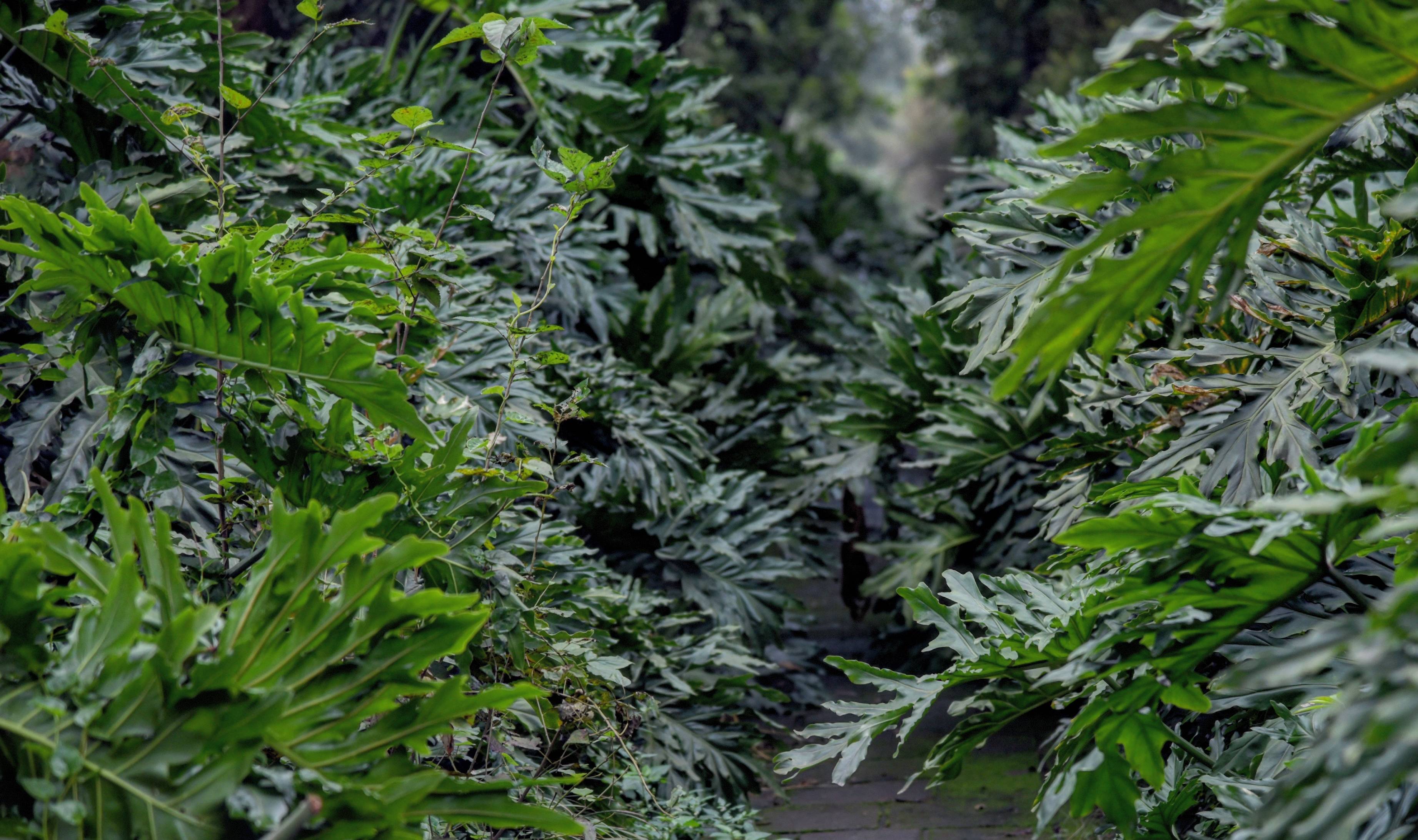 北回归线上著名的桂圆胜地,百年桂圆树多达上万株,就在四川泸州5