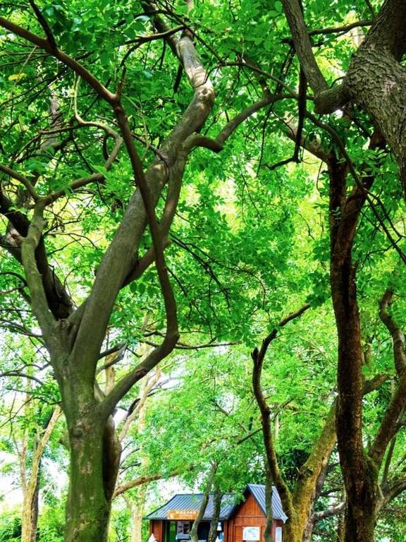 原创 广东有个神奇的湿地公园，能看到“卧佛含丹”的壮观景象，想看吗1