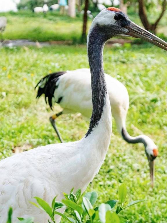 原创 广东有个神奇的湿地公园，能看到“卧佛含丹”的壮观景象，想看吗11