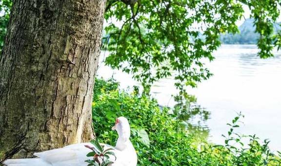 原创 广东有个神奇的湿地公园，能看到“卧佛含丹”的壮观景象，想看吗8