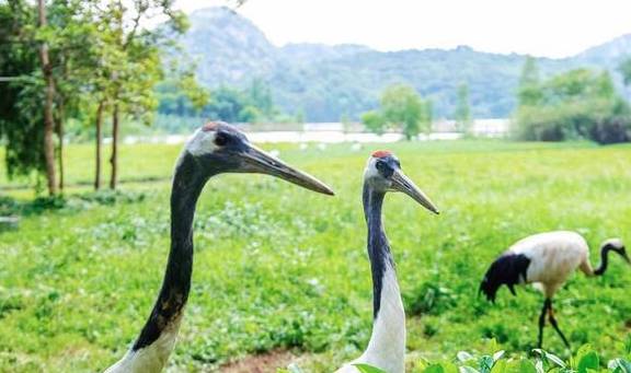 原创 广东有个神奇的湿地公园，能看到“卧佛含丹”的壮观景象，想看吗9