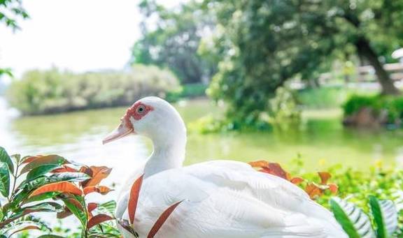 原创 广东有个神奇的湿地公园，能看到“卧佛含丹”的壮观景象，想看吗10