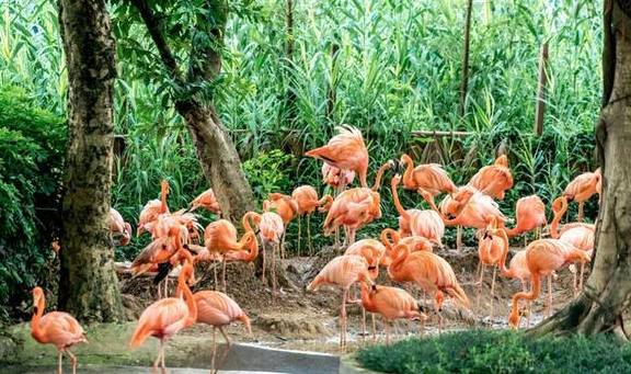 原创 广东有个神奇的湿地公园，能看到“卧佛含丹”的壮观景象，想看吗13