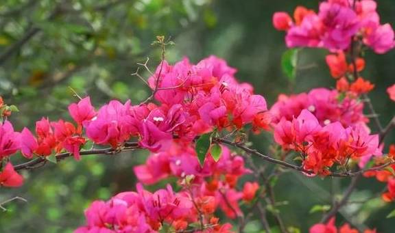 春色满园马头山,丹霞花儿盛开闹元宵5