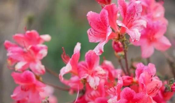 春色满园马头山,丹霞花儿盛开闹元宵6