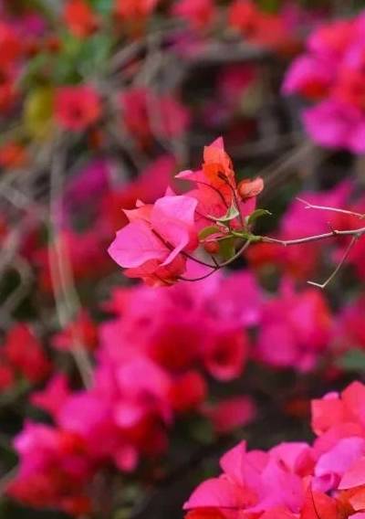 春色满园马头山,丹霞花儿盛开闹元宵11