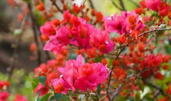 春色满园马头山,丹霞花儿盛开闹元宵12