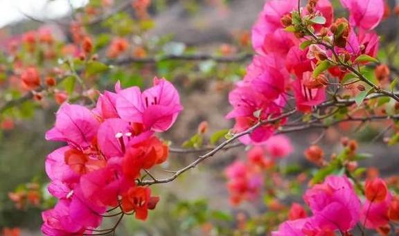 春色满园马头山,丹霞花儿盛开闹元宵13