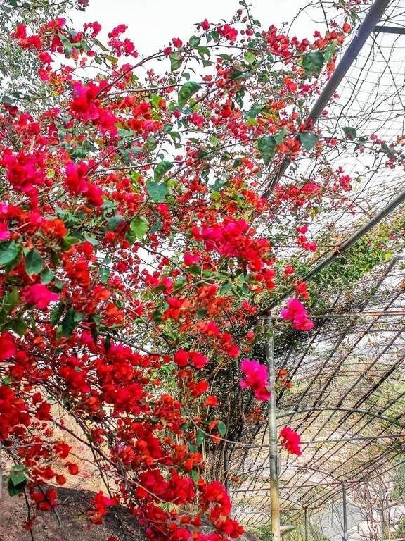 春色满园马头山,丹霞花儿盛开闹元宵14