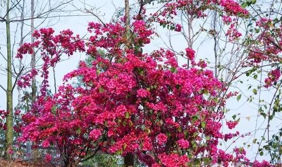 春色满园马头山,丹霞花儿盛开闹元宵9