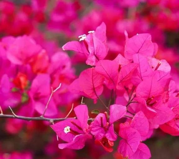 春色满园马头山,丹霞花儿盛开闹元宵10