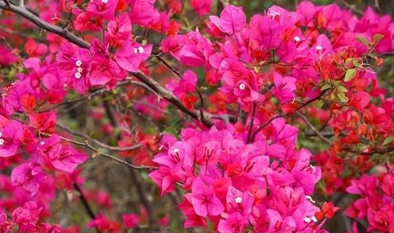 春色满园马头山,丹霞花儿盛开闹元宵15