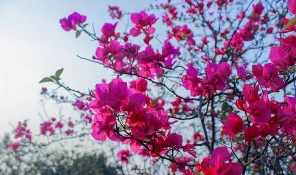 春色满园马头山,丹霞花儿盛开闹元宵16