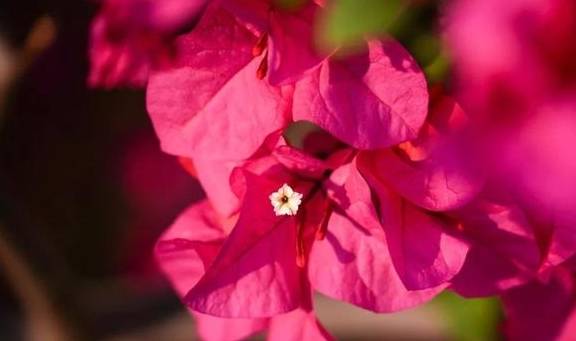 春色满园马头山,丹霞花儿盛开闹元宵17