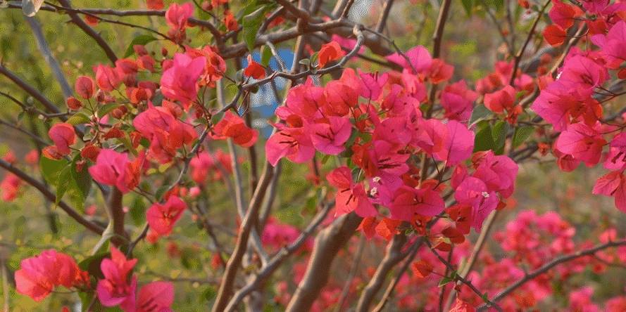 春色满园马头山,丹霞花儿盛开闹元宵18