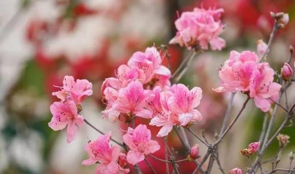 春色满园马头山,丹霞花儿盛开闹元宵19