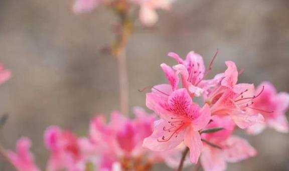 春色满园马头山,丹霞花儿盛开闹元宵20