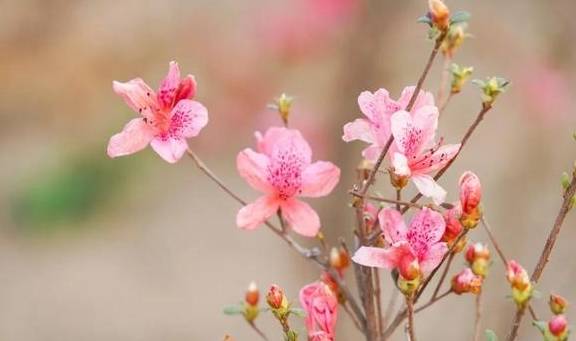 春色满园马头山,丹霞花儿盛开闹元宵21