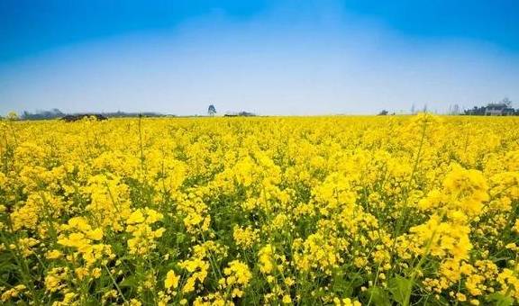 腾冲春季赏花攻略来了!收藏起来吧2