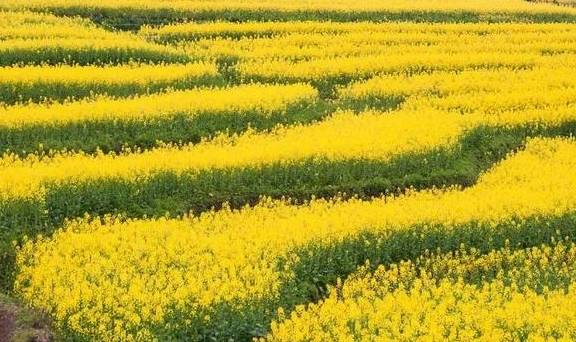 腾冲春季赏花攻略来了!收藏起来吧3