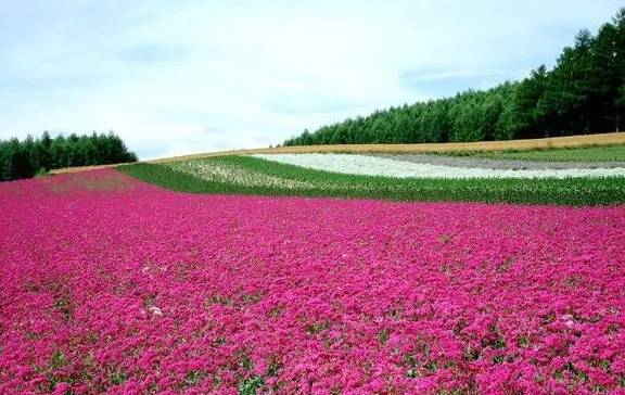 腾冲春季赏花攻略来了!收藏起来吧4