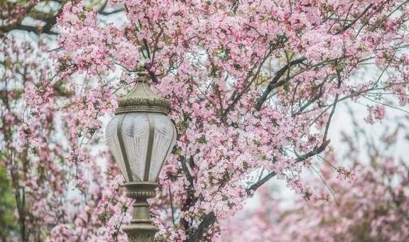 腾冲春季赏花攻略来了!收藏起来吧5