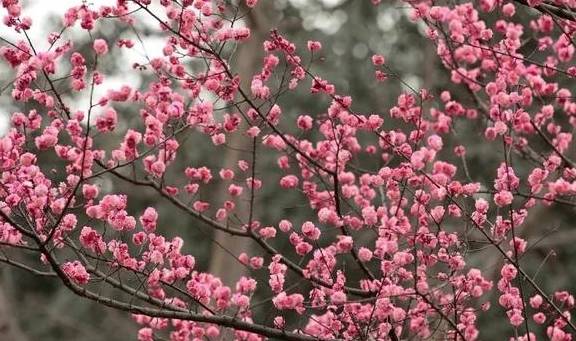 腾冲春季赏花攻略来了!收藏起来吧6