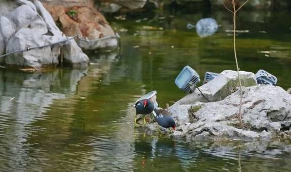 嘘……古猗园来了“新面孔”1