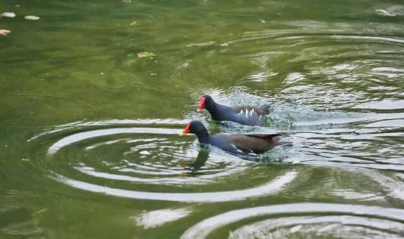 嘘……古猗园来了“新面孔”2