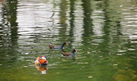 嘘……古猗园来了“新面孔”3