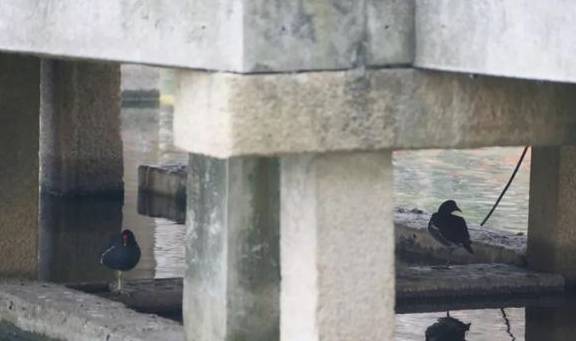 嘘……古猗园来了“新面孔”4