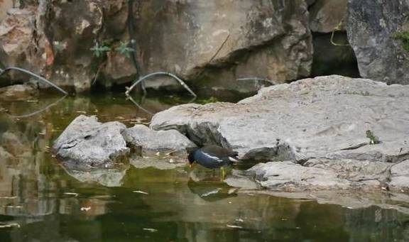 嘘……古猗园来了“新面孔”5