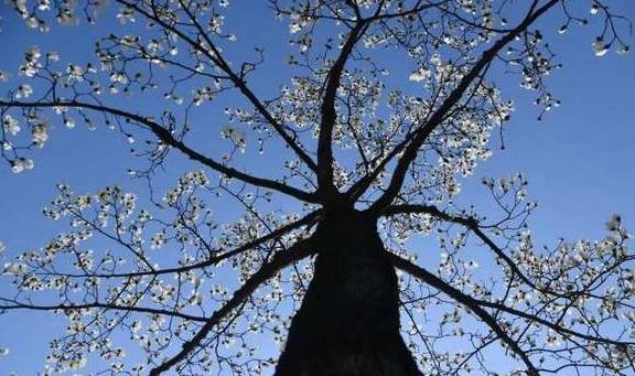 河南培育出30克拉人造钻石,拯救年轻人的钻石自由?1