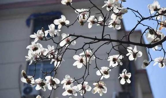 原创 223棵树组成的白色花海!杭州有条路,玉兰花正开得如梦似幻2