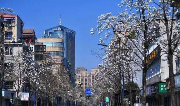 原创 223棵树组成的白色花海!杭州有条路,玉兰花正开得如梦似幻3