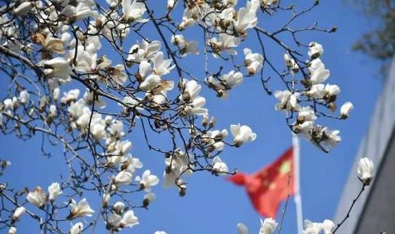 原创 223棵树组成的白色花海!杭州有条路,玉兰花正开得如梦似幻4