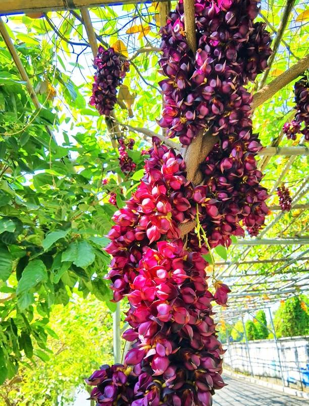 原创 佛山渔耕文化园禾雀花头春意闹,这个周六周日最适合赏花1