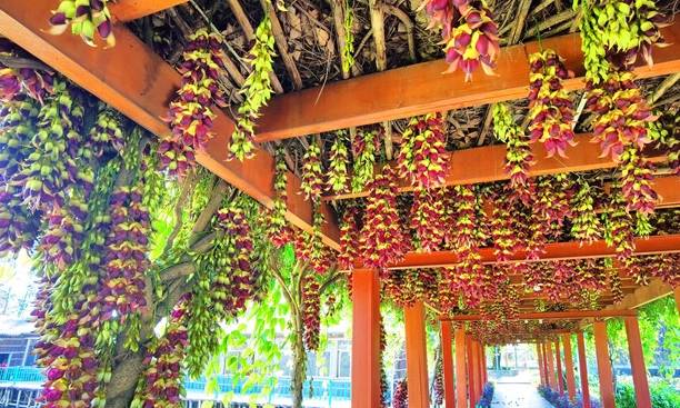 原创 佛山渔耕文化园禾雀花头春意闹,这个周六周日最适合赏花2