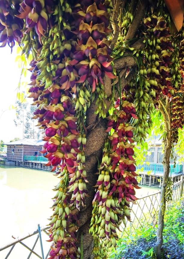 原创 佛山渔耕文化园禾雀花头春意闹,这个周六周日最适合赏花3