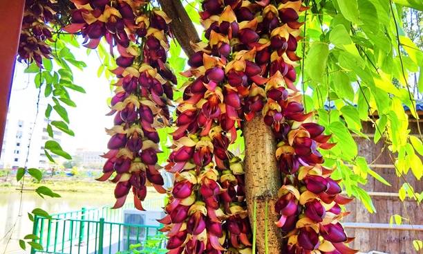 原创 佛山渔耕文化园禾雀花头春意闹,这个周六周日最适合赏花4