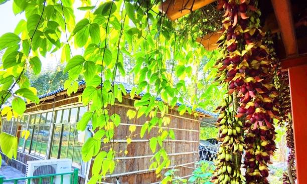 原创 佛山渔耕文化园禾雀花头春意闹,这个周六周日最适合赏花5