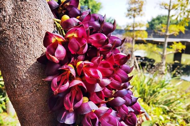 原创 佛山渔耕文化园禾雀花头春意闹,这个周六周日最适合赏花6