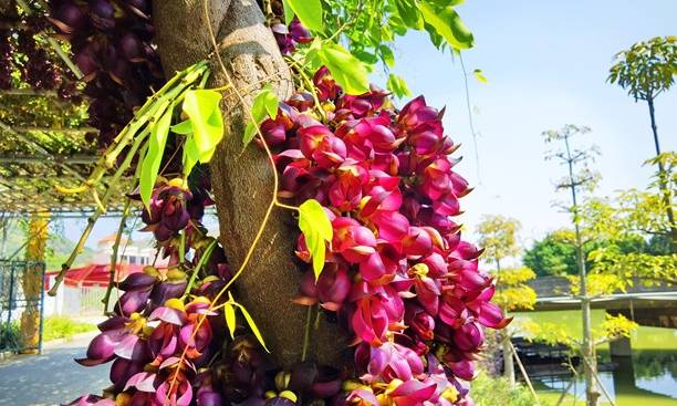 原创 佛山渔耕文化园禾雀花头春意闹,这个周六周日最适合赏花8