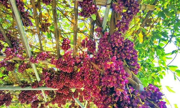 原创 佛山渔耕文化园禾雀花头春意闹,这个周六周日最适合赏花9