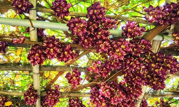 原创 佛山渔耕文化园禾雀花头春意闹,这个周六周日最适合赏花11