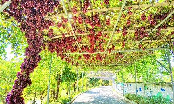 原创 佛山渔耕文化园禾雀花头春意闹,这个周六周日最适合赏花10