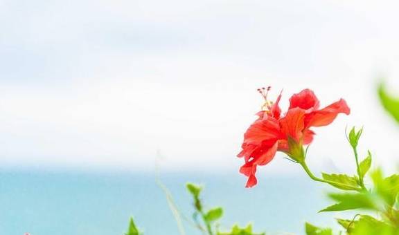 原创 这里才是“广东第一湾”,拥有超宁静的海湾,你准备去打卡吗?8