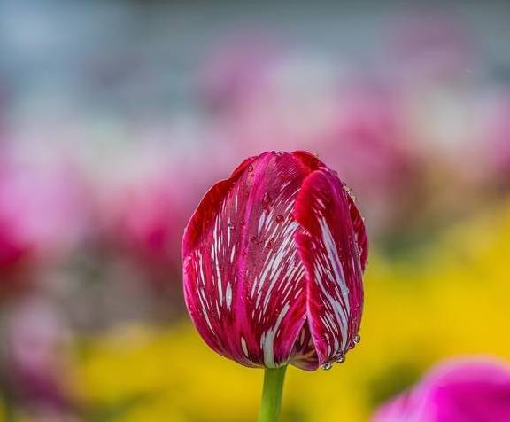 原创 温泉公园的郁金香真好看1