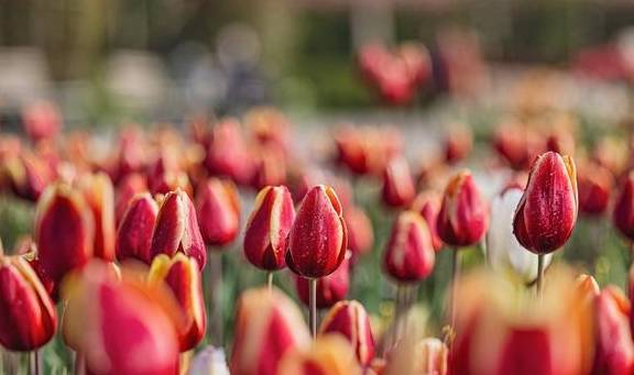 原创 温泉公园的郁金香真好看2