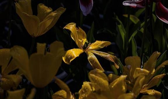 原创 温泉公园的郁金香真好看11